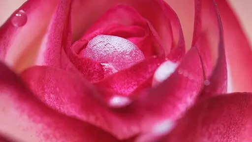 Was bleibt, wenn die Rosen welken?