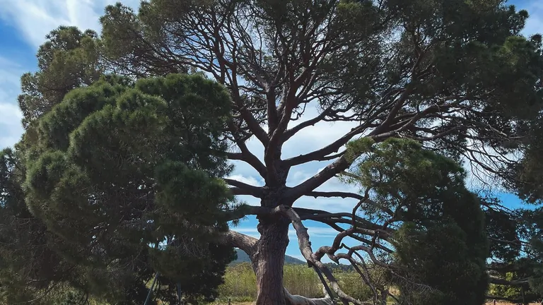 Mein Freund, der Baum