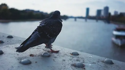 Driven by dissatisfaction