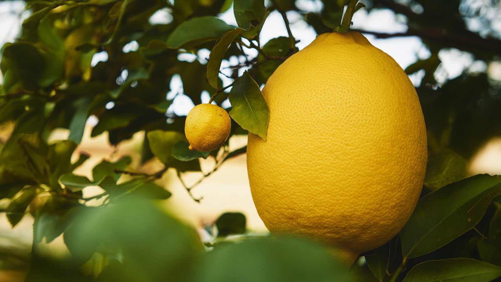 Falsch beschuldigt von der KI