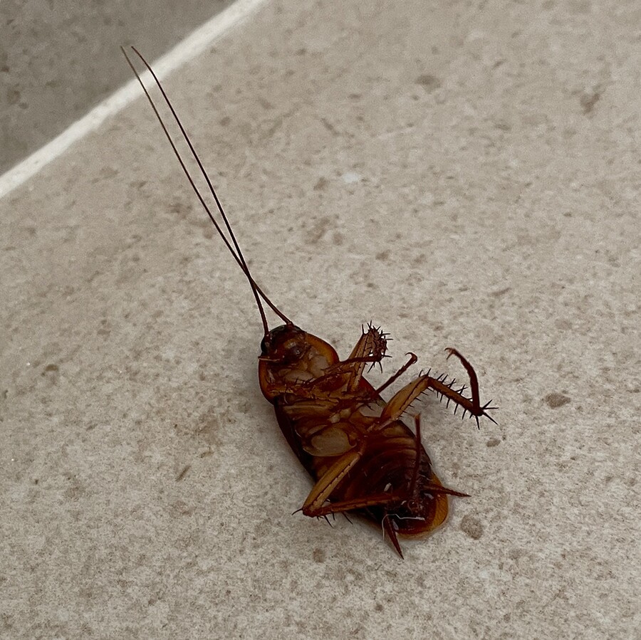 Cockroach