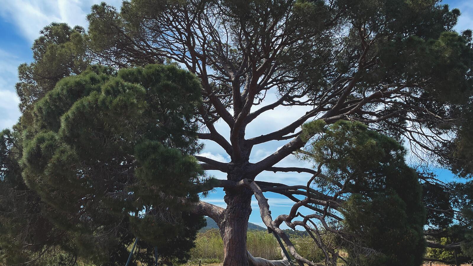 Mein Freund, der Baum